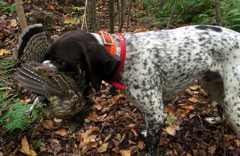 Grouse hunting retrieve in Pittsburg, NH