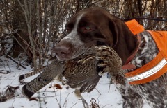 Winter grouse hunting in Pittsburg, NH